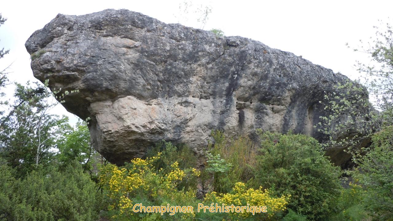 08-M (10) Champignon Préhistorique