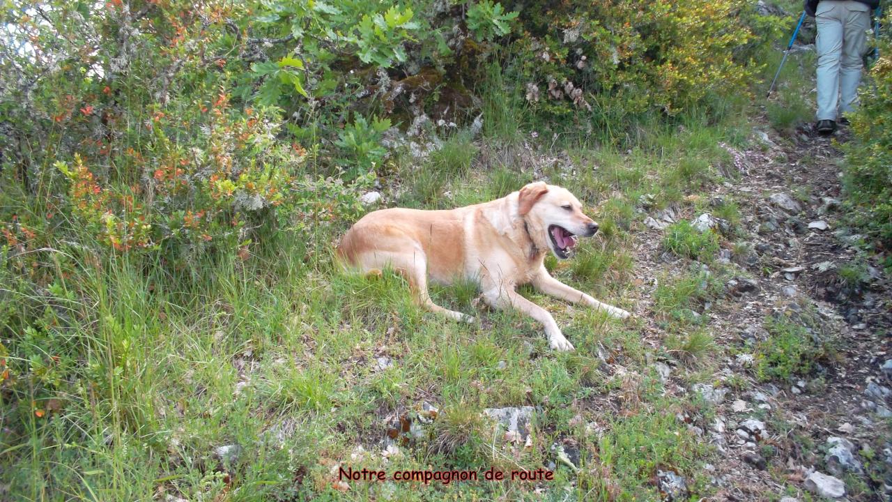 19-P (5) le chien suiveur